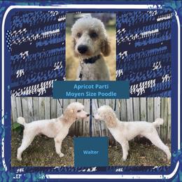 Walter - Poodle