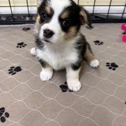 Pembroke Welsh Corgi Puppies from Chases Dream Kennel
