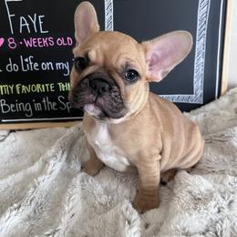 French Bulldog Puppies from White Hippo Frenchies