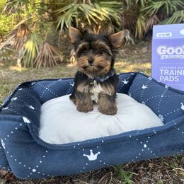 Australian Shepherd, Pomeranian, and Yorkshire Terrier Puppies from Gloria Garlobo