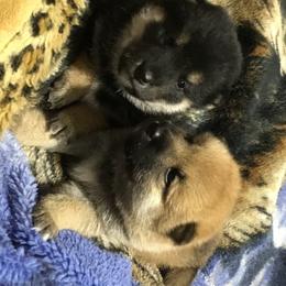 Shiba Inu Puppies from Avalon/Amaterasu-Omikami Sou