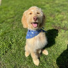 Goldendoodle All Grown Up from Twilight Doodles