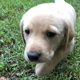 Labrador Retriever Puppies from Hunter Mill Retrievers, LLC