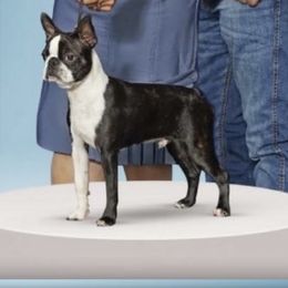 Big Daddy - Boston Terrier