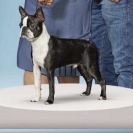 Big Daddy - Boston Terrier