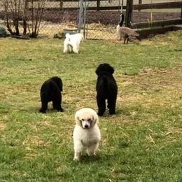Standard Poodle Puppies from D and D Standard Poodles