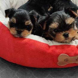 Yorkshire Terrier Puppies from Luxe Yorkshire Terriers