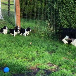 English Springer Spaniel Puppies from Journey Kennels