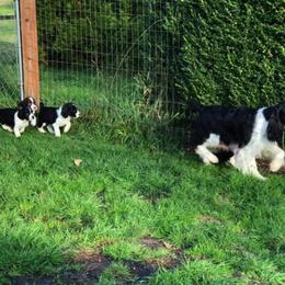 English Springer Spaniel Puppies from Journey Kennels