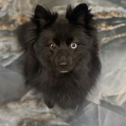 Bugatti - Black male Pomsky puppy in Spring Hill, Florida from Besties Paw Life