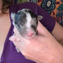 Slate - Blue merle male Australian Shepherd puppy in Four Oaks, North Carolina from RoseWest Farms