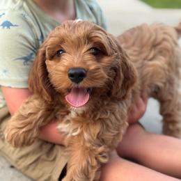 Ella - Red  female Goldendoodle puppy in Wharton, Texas from Little Fur Friends