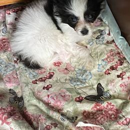 Papillon Puppies from Heise Papillons
