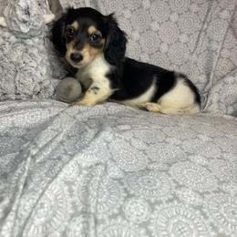 Leah - Piebald female Dachshund puppy in Norman, Oklahoma from Country Chapel Dachshunds