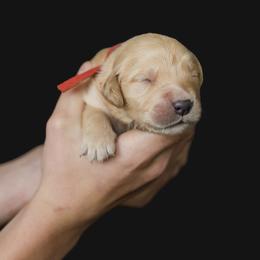 Boy 2 - male Golden Retriever puppy in Oregon from A Goldens First Love