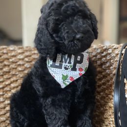 Australian Labradoodle and Double Doodle Puppies from Love Me Pooch