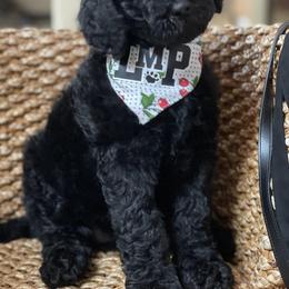 Australian Labradoodle and Double Doodle Puppies from Love Me Pooch