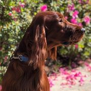 Irish Setters from Lakeside Irish Setters