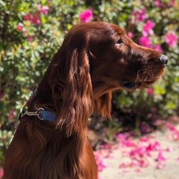 Irish Setters from Lakeside Irish Setters