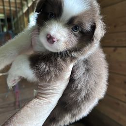 Liberty - Red tri female Miniature Australian Shepherd puppy in Greenboro, North Carolina from Rustlingrass Miniature American Shepherds