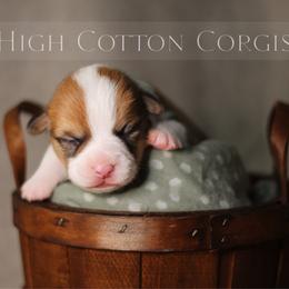 Theodore (Teddy) - Red male Pembroke Welsh Corgi puppy in Benton, Arkansas from High Cotton Corgis