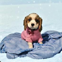 Saddie - Blenheim female Cavalier King Charles Spaniel puppy in Pennsylvania from Julie's Cavalier King Charles Spaniels