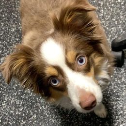 Bella - Miniature Australian Shepherd