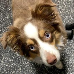 Bella - Miniature Australian Shepherd