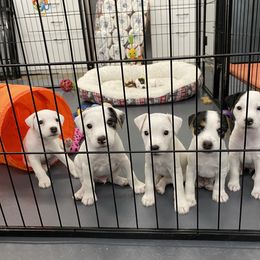 Jack Russell Terrier Puppies from Ground Force Jack Russell Terriers