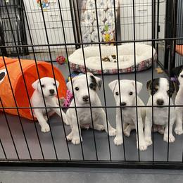 Jack Russell Terrier Puppies from Ground Force Jack Russell Terriers
