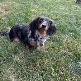 Willow - Dachshund