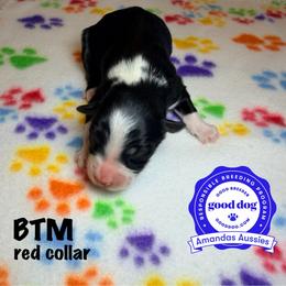 BTM red collar - Black tri-color male Australian Shepherd puppy in Greenville, Texas from Amandas Aussies