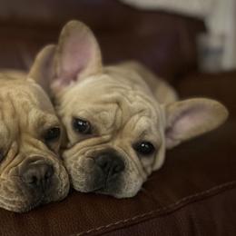 Lilo - French Bulldog