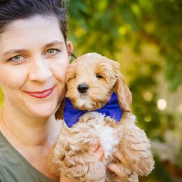 Captain America - Apricot Goldendoodle puppy in Centerville, Utah from Dean Doodles