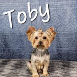Toby - Yorkshire Terrier