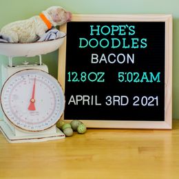 Aussiedoodle, Double Doodle, Goldendoodle, and Poodle Puppies from Hope’s Doodles