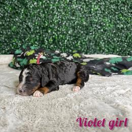 Violet girl - Tri-color female Bernedoodle puppy in Modesto, California from Two Doods Doodles