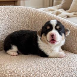 Girl 2 tricolor - Black and tan female Pembroke Welsh Corgi puppy in Huntington Beach, California from Gingerbread