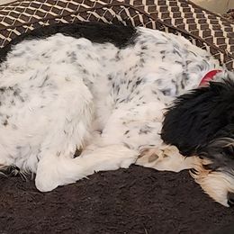 Rachel - Black tri-color female Aussiedoodle puppy in Vernal, Utah from Adorable Aussiedoodles