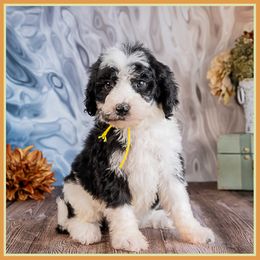 Butterfly - Black female Bernedoodle puppy in Connersville, Indiana from Deaz Doodle Ranch
