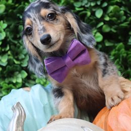 Rudolf ( Black Dapple Male ) - Dapple male Dachshund puppy in Woodbine, Georgia from Bowdachs Cream Pies