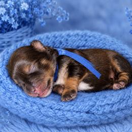Murphy - Liver male Miniature Schnauzer puppy in Magalia, California from NorCal Schnauzers