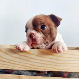Buttercup - Red female Boston Terrier puppy in Weiser, Idaho from Boston Tea Party Terriers