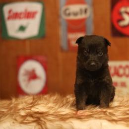 Vera - Bi-color female German Shepherd puppy in Philippi, West Virginia from Vom Haus Highlands