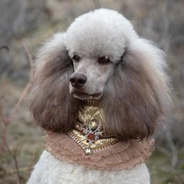 Vesper - Poodle