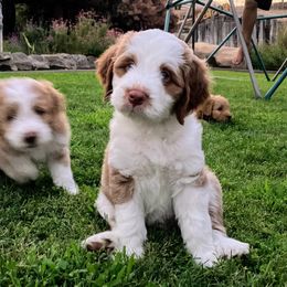 Aussiedoodle Puppies from Sand Creek Ranch Aussiedoodles