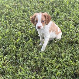 Rooster - Orange and white male Brittany puppy in Elko, Georgia from HillTop Brittany Kennel