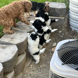 Cavapoo Puppies from Hales Wagging Tails
