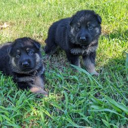 German Shepherd Puppies from Black Swan German Shepherd Dog