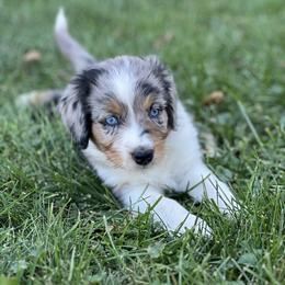 Aussiedoodle Puppies from A Dose Of Doodle